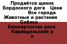 Продаётся щенок Бордоского дога › Цена ­ 37 000 - Все города Животные и растения » Собаки   . Башкортостан респ.,Караидельский р-н